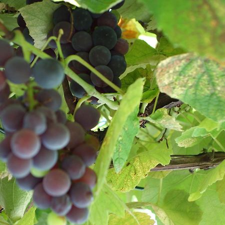 Das Weinberghaus Ratsch an der Weinstraße Zewnętrze zdjęcie