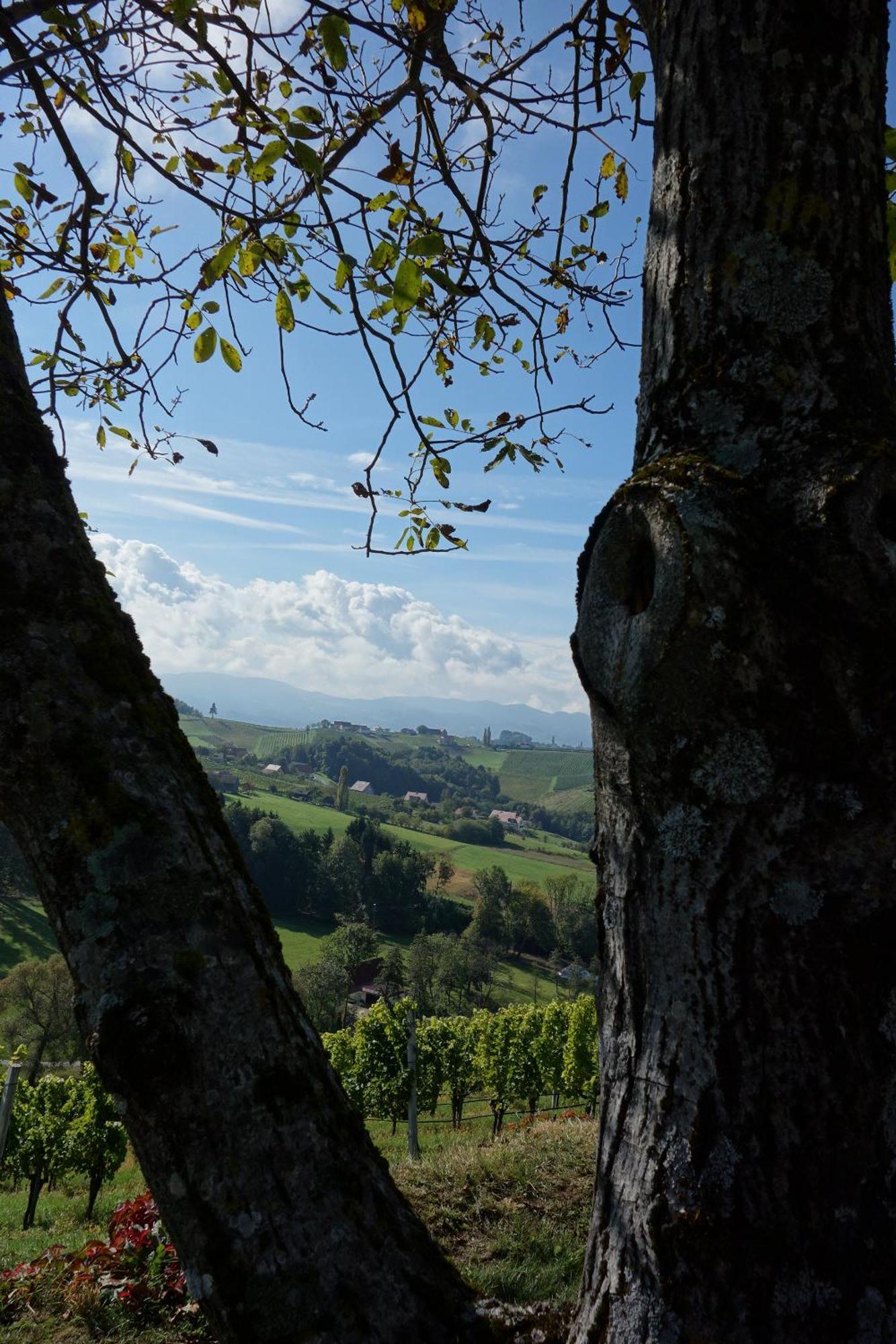 Das Weinberghaus Ratsch an der Weinstraße Zewnętrze zdjęcie